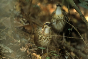 Білогруда мадагаскар пастух Білогруда мадагаскар пастух