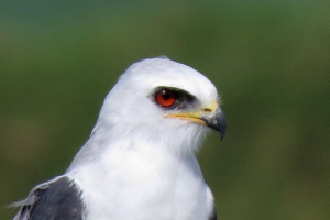 Білевий димний корсхун Білевий димний корсхун