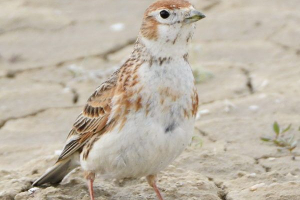 Білий fryonok Білий fryonok