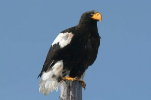 Білий орел: глотка Білий орел: глотка