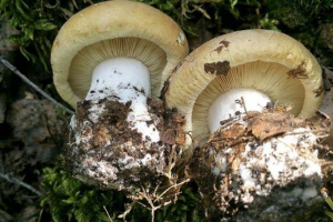 Триколірний білий Триколірний білий