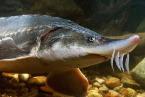 Білуга Білуга