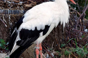 Білий лелека. Опис птахів Білий лелека. Опис птахів
