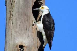 Білий дятел з геномерату Білий дятел з геномерату