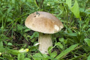 Білий грибний берези Білий грибний берези