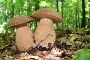 Білий грибний дуб Білий грибний дуб