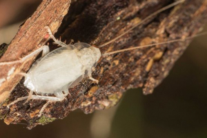 Білий тарган Білий тарган