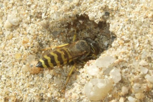 Bembex nosate Bembex nosate