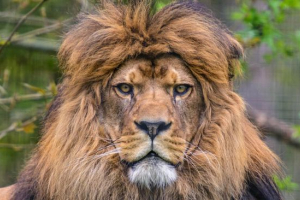 Берберіан лев Берберіан лев