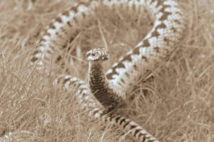 Вагітна віолека з ресторану санкт-петербурга здобула свободу Вагітна віолека з ресторану санкт-петербурга здобула свободу