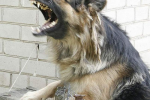 Божевільна собака біт жінка і її 7-річний син Божевільна собака біт жінка і її 7-річний син