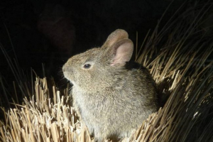 Нейпенський кролик, він вулканічний Нейпенський кролик, він вулканічний