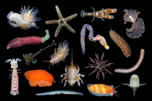 Безхребетні - характеристики та класифікація Безхребетні - характеристики та класифікація