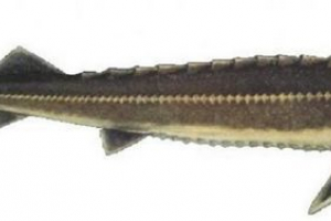 Baster - гібридна рибна оцінка Baster - гібридна рибна оцінка