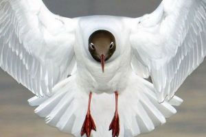 Без чайки над морем - не буде моря Без чайки над морем - не буде моря