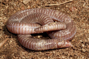 Незаконний рептилій: питна Незаконний рептилій: питна