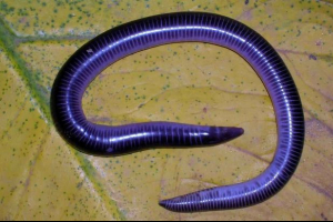 Безжалісні (черв'яки) Безжалісні (черв'яки)