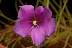 Гігантський біблізм Гігантський біблізм