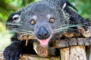 Binturong Binturong