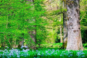 Біоценоз - характеристики, види, організми, приклади та значення Біоценоз - характеристики, види, організми, приклади та значення