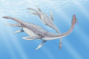 Біологи дізналися, як плавання плезіосаурів Біологи дізналися, як плавання плезіосаурів