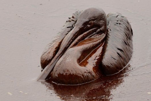 Біологічне забруднення середовища Біологічне забруднення середовища