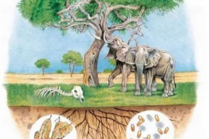 Біотичні фактори навколишнього середовища Біотичні фактори навколишнього середовища