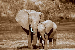 Бізнес на кістках: що загрожує незаконну торгівлю слонової кістки гонконгу? Бізнес на кістках: що загрожує незаконну торгівлю слонової кістки гонконгу?