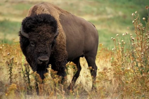 Bizonosubr - bison plus bison Bizonosubr - bison plus bison