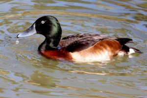 Баров дік: фотографія незвичайної качки, де живе качка? Баров дік: фотографія незвичайної качки, де живе качка?
