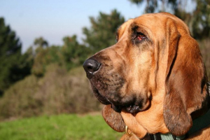 Блехоун: чудо у складі Блехоун: чудо у складі