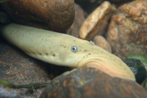 Завдяки рибі, походження людського мозку стало зрозумілою Завдяки рибі, походження людського мозку стало зрозумілою