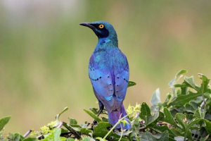 Брілліантські скжорець Брілліантські скжорець