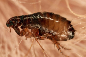 Блошина Блошина