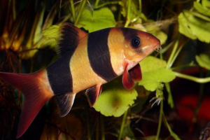 Клоун Клоун