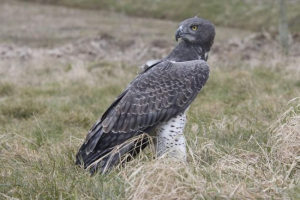 Бойовий орел - хижацька торанщина Бойовий орел - хижацька торанщина