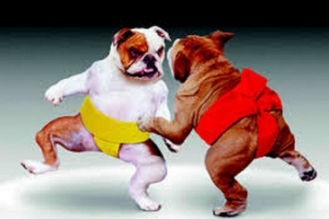 Бойові собаки: неймовірна історія про шлях цих вбивць Бойові собаки: неймовірна історія про шлях цих вбивць