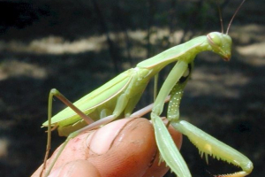Богомол - комах-канібіл. Богомол - комах-канібіл.