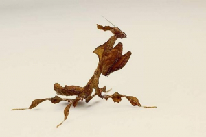 Mantis ghost - особливості місця проживання в природі і в полоні Mantis ghost - особливості місця проживання в природі і в полоні