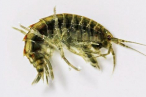 Бокоплі (хак) Бокоплі (хак)