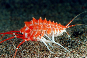 Богоплав Богоплав