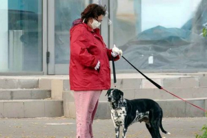 Робити собаки хворіють коронавірусом, і вони можуть його пройти? Робити собаки хворіють коронавірусом, і вони можуть його пройти?