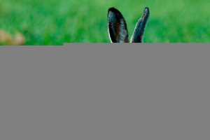 Захворювання кроликів - заразна і невдала Захворювання кроликів - заразна і невдала