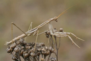 Боліварія шромат - червоний богомол Боліварія шромат - червоний богомол