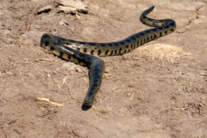 Болівійська анаконда, вона є анаконда бені Болівійська анаконда, вона є анаконда бені