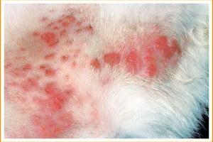 Хлопчики та рани в кіт на шкірі Хлопчики та рани в кіт на шкірі