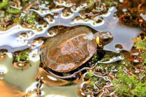 Мальенберг марш черепаха: вся інформація, опис Мальенберг марш черепаха: вся інформація, опис