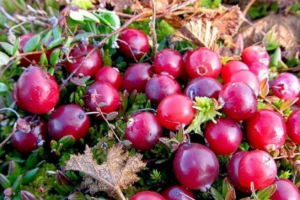 Болото Болото