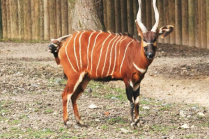 Бонго - найбільший лісовий антилоп Бонго - найбільший лісовий антилоп