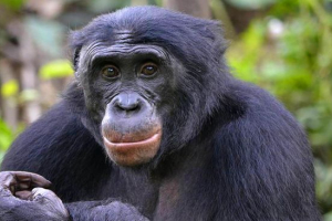 Bonobo Bonobo